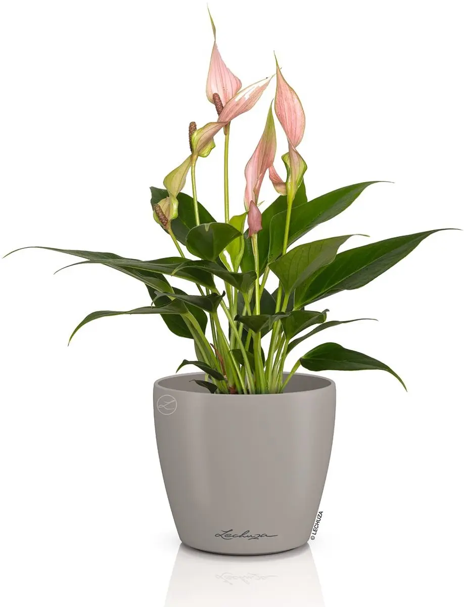 Lechuza CLASSICO Color DECO 10 Overpot - Zandbruin Ø11cm - afbeelding 2 van 2