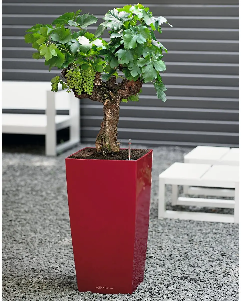 Lechuza Cubico Premium 30 Plantenbak - 14 l - Scharlakenrood - afbeelding 2 van 6