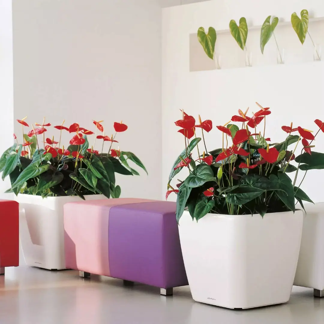 Lechuza Quadro Premium LS 50 Plantenbak - Wit Hoogglans - afbeelding 6 van 6
