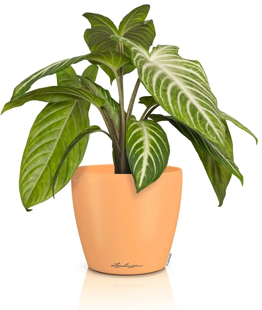 Lechuza Classico Color Deco 14 Overpot - Ø15cm - Papaya - afbeelding 2 van 2