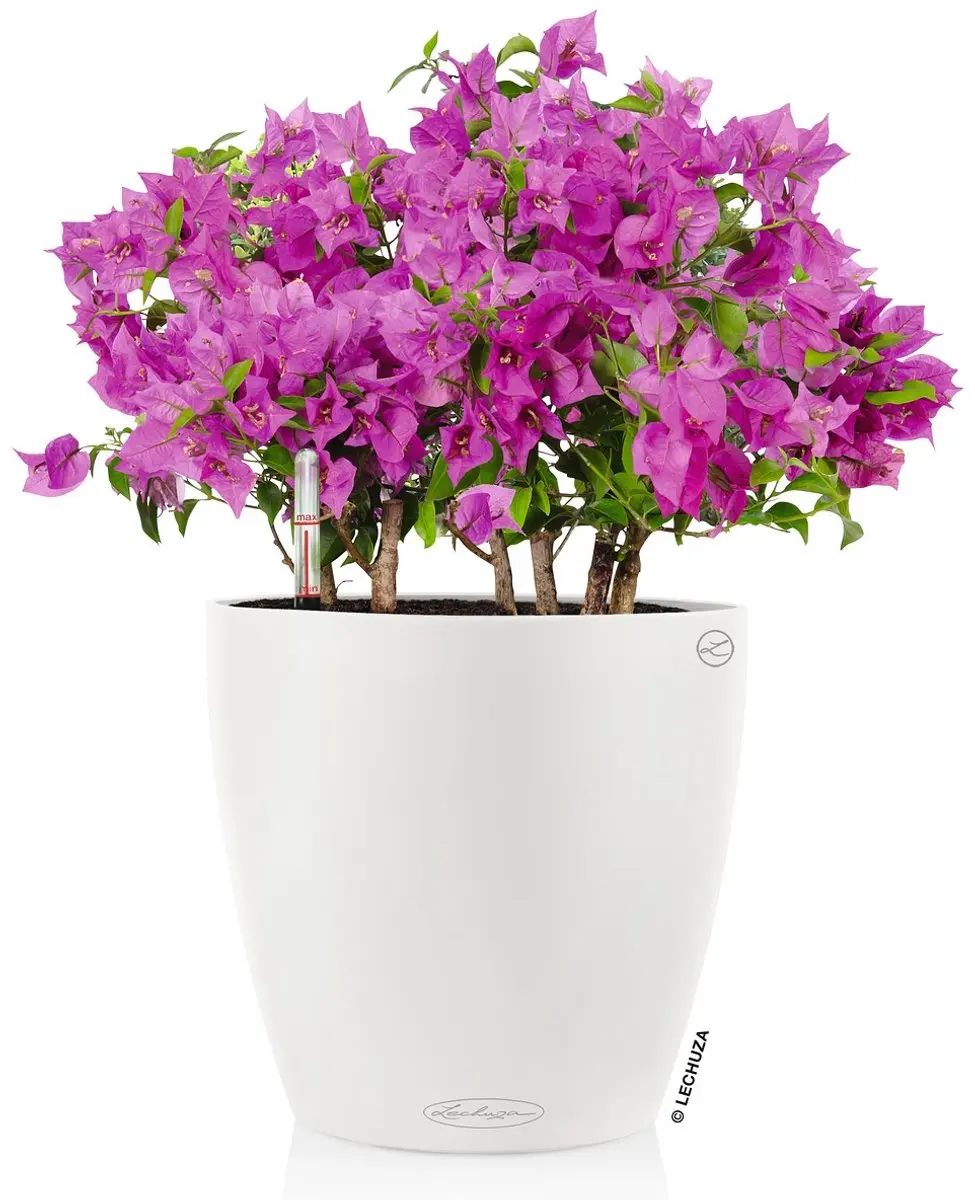 Lechuza Classico Color 28 Plantenbak met bewateringssysteem - Wit - afbeelding 2 van 6