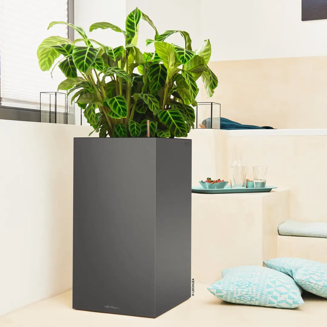 Lechuza Canto Premium 40 High Plantenbak - Antraciet Metallic - afbeelding 2 van 6