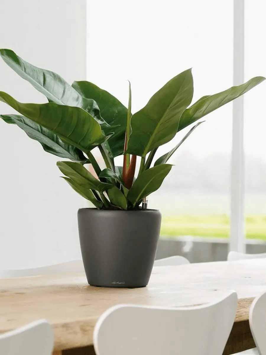 Lechuza Classico Premium LS 21 Plantenbak - 21cm - afbeelding 3 van 6