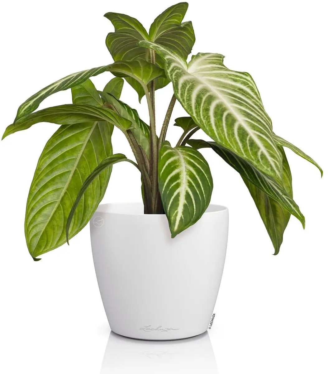 Lechuza Classico Color Deco 14 Bloempot Wit