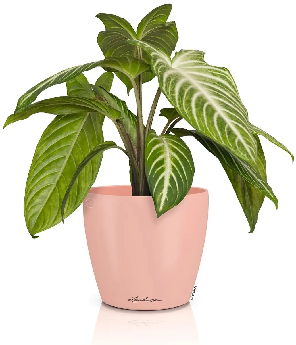 Lechuza CLASSICO Color DECO 14 Bloempot Ø15cm - Magnolia - afbeelding 2 van 2