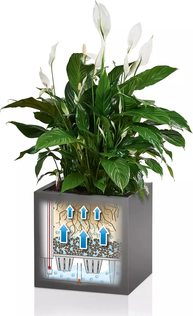 Lechuza CANTO Premium 40 Low Plantenbak - Antraciet Metallic - afbeelding 5 van 6
