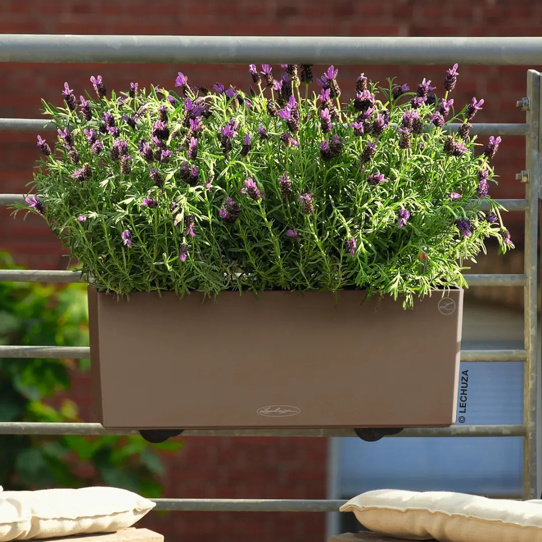 Lechuza Balconera Color 50 Plantenbak - Muskaat - afbeelding 2 van 6
