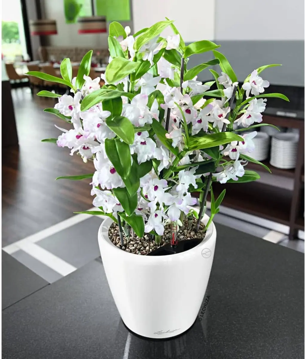 Lechuza Classico Premium Plantenbak 22cm - Wit Hoogglans - afbeelding 6 van 6