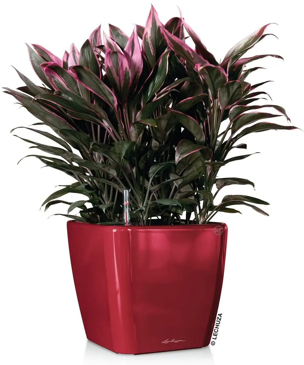 Lechuza Quadro LS 28 Plantenbak - 9 l - Scharlakenrood - afbeelding 2 van 6