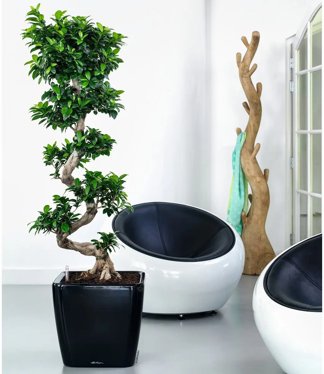 Lechuza Quadro Premium LS 43 Plantenbak - Zwart Hoogglans - afbeelding 2 van 6