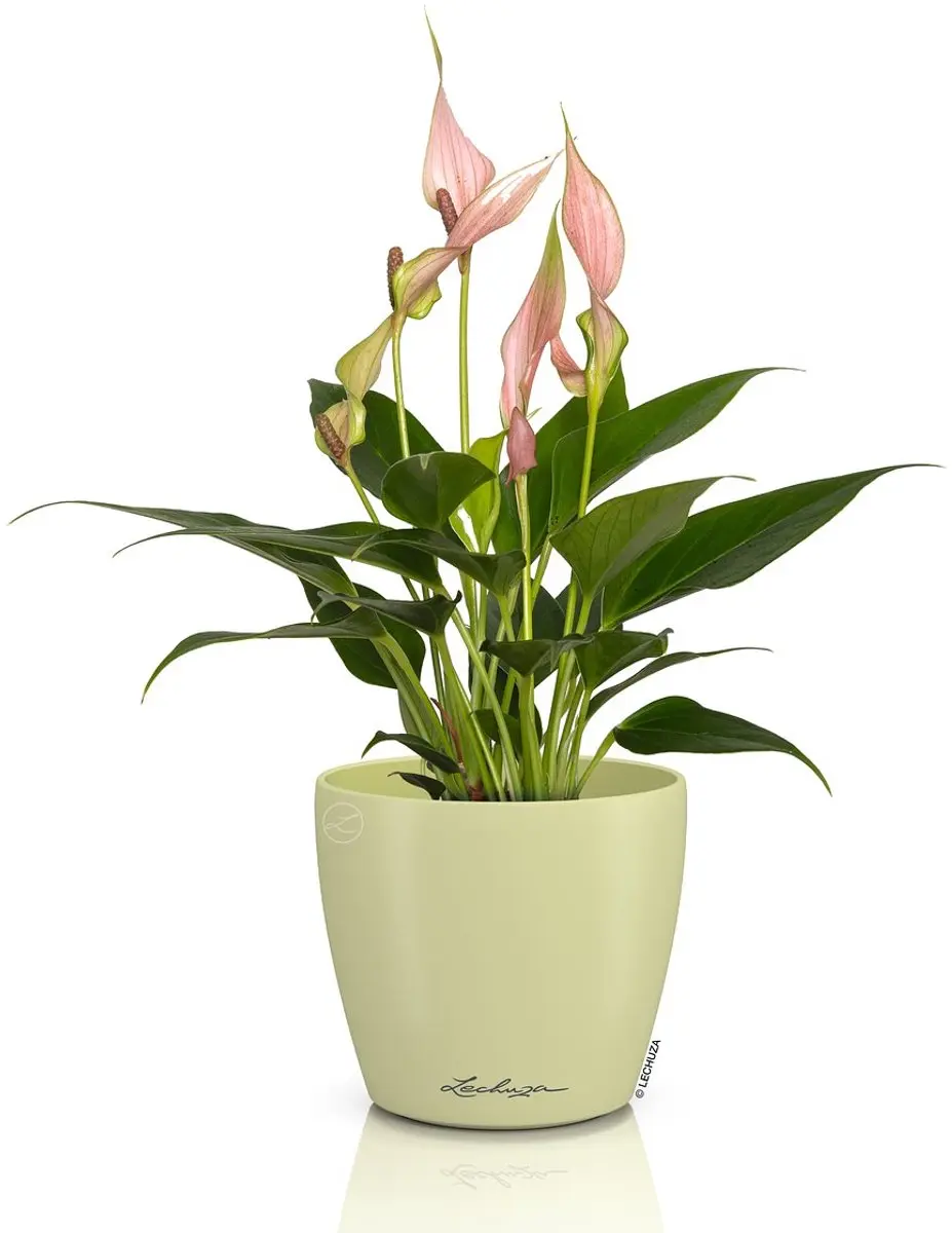 LECHUZA CLASSICO Color DECO 10 Bloempot Ø11cm - Linde - afbeelding 3 van 3