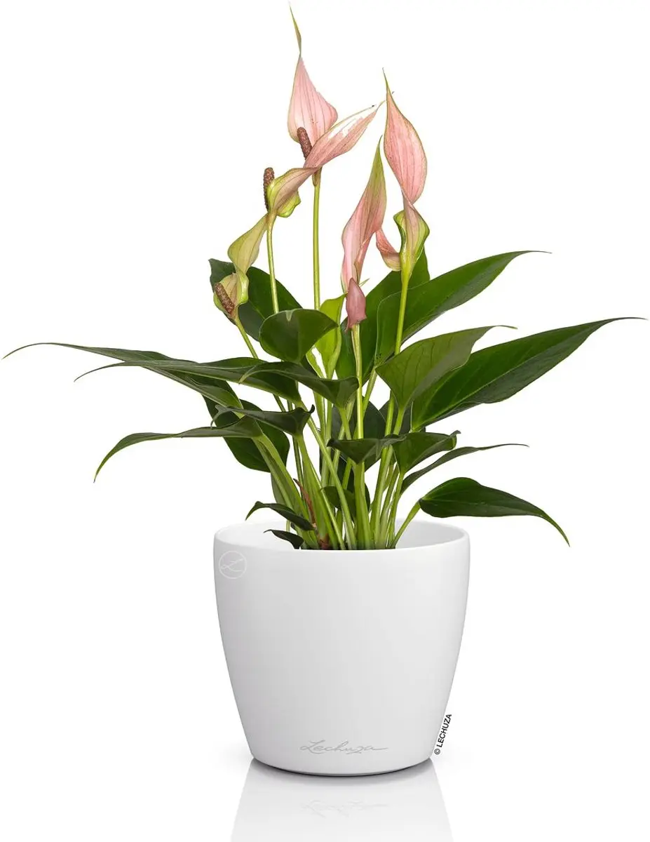 Lechuza CLASSICO Color 10 DECO Bloempot - Wit - Ø11cm - afbeelding 2 van 2