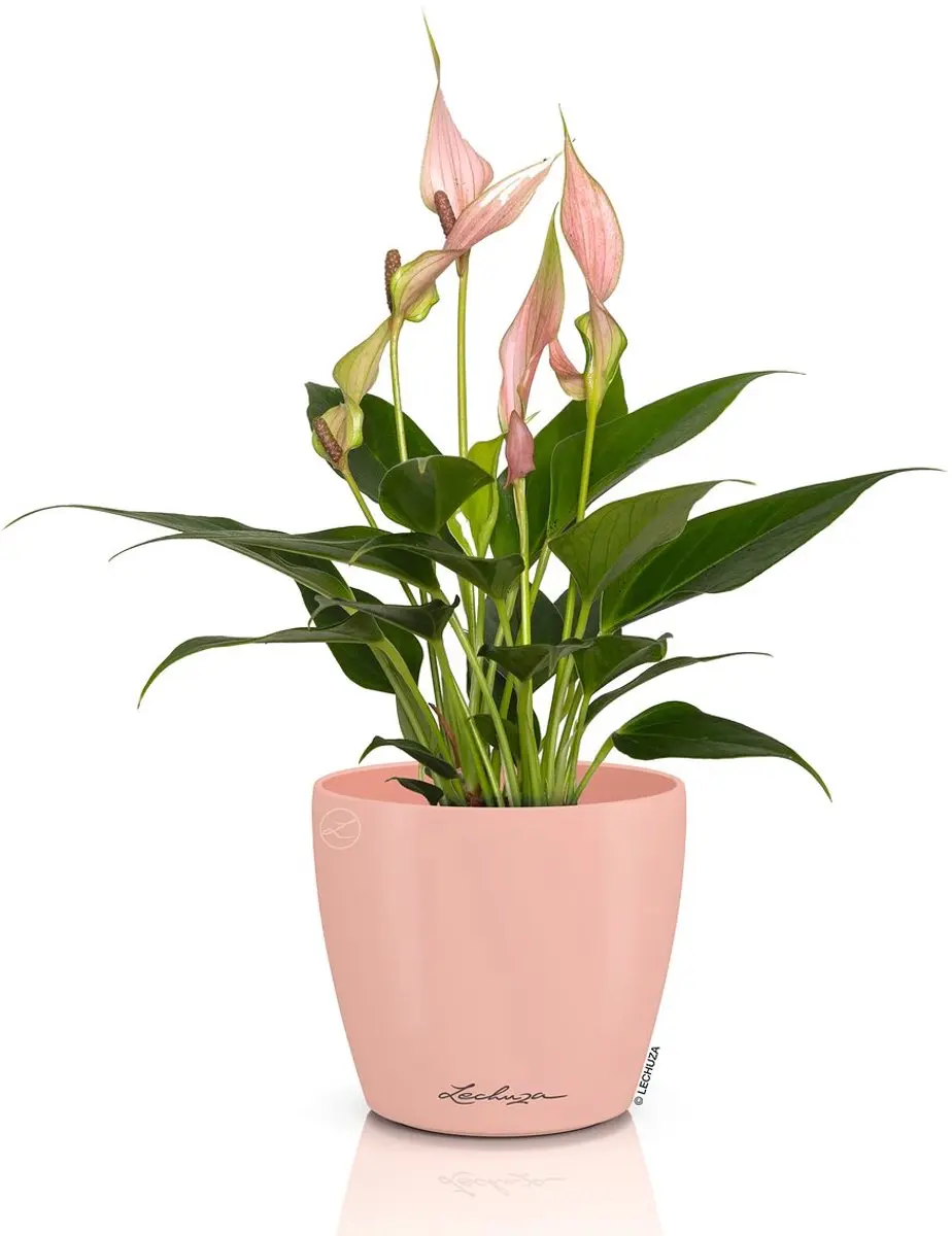 Lechuza CLASSICO Color DECO 10 Bloempot - Ø11cm - afbeelding 2 van 2