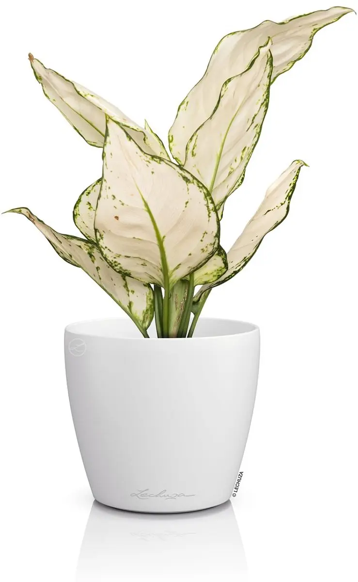 Lechuza Classico Color 12 Deco Bloempot - Wit Ø13cm - afbeelding 2 van 2