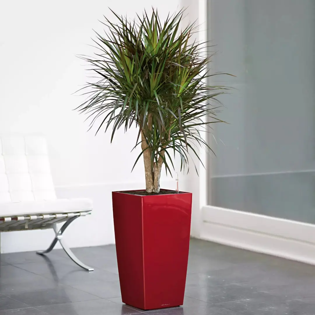 Lechuza Cubico Premium 30 Plantenbak - 14l - Zwart Hoogglans - afbeelding 6 van 6
