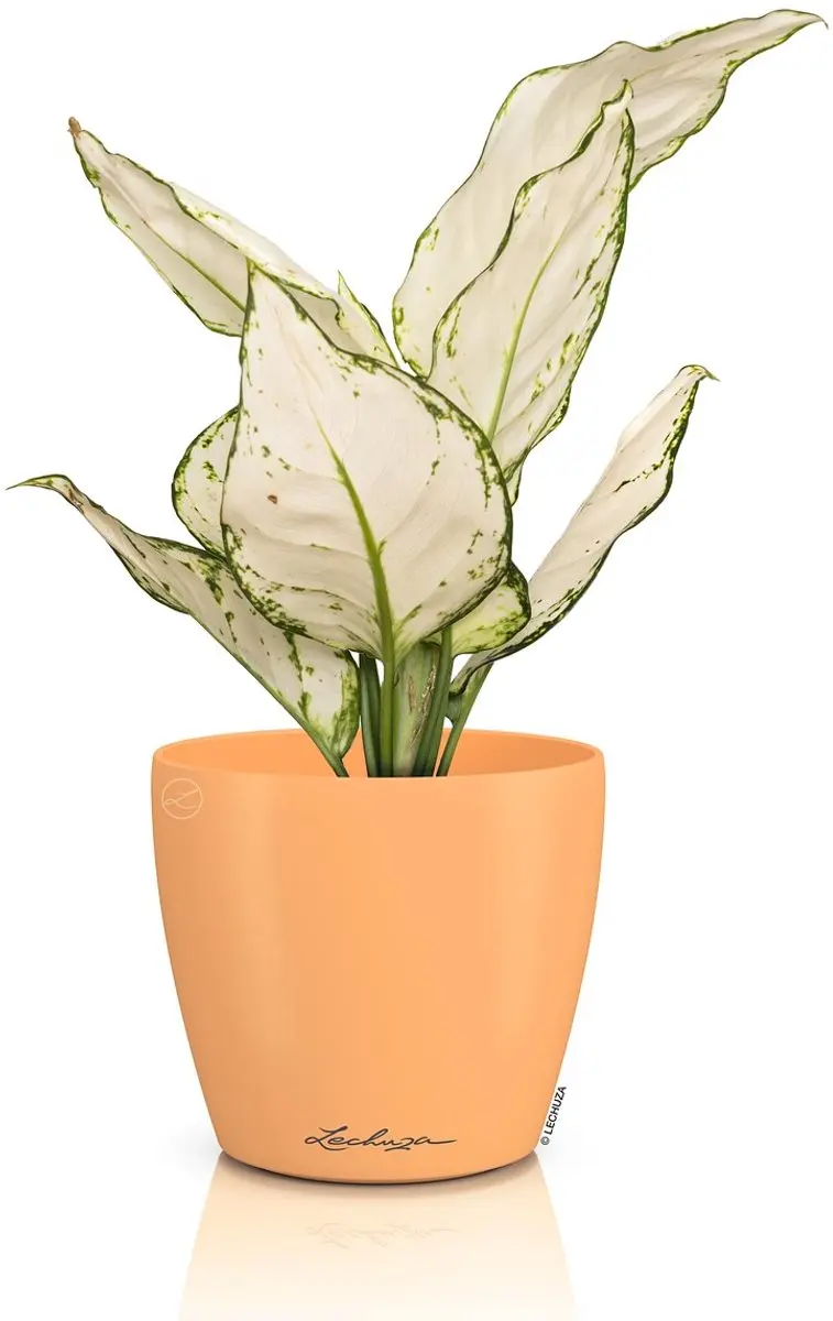 Lechuza CLASSICO Color DECO 10 Overpot - Papaya Abrikoos - Ø11cm - afbeelding 2 van 2