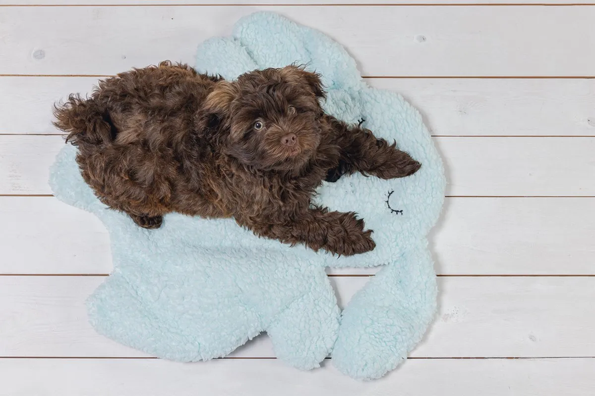 Beeztees Puppy Pimba Hondenkussen - 60x56x5cm - Blauw