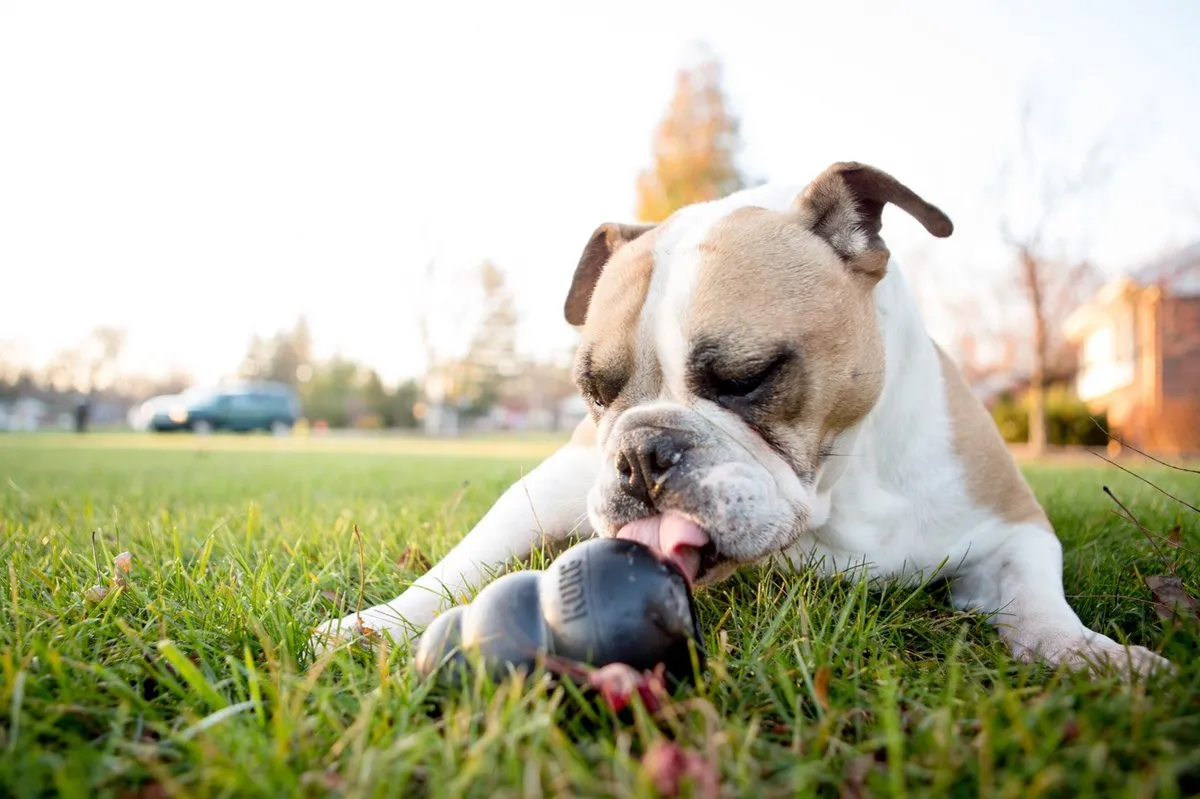 KONG Extreme Honden Speelgoed - Zwart S