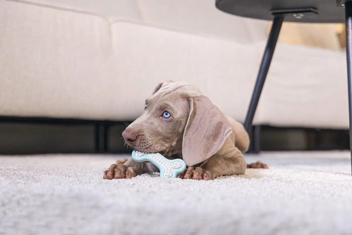 Beeztees Puppy Dental Bot Kauwspeelgoed - Groen