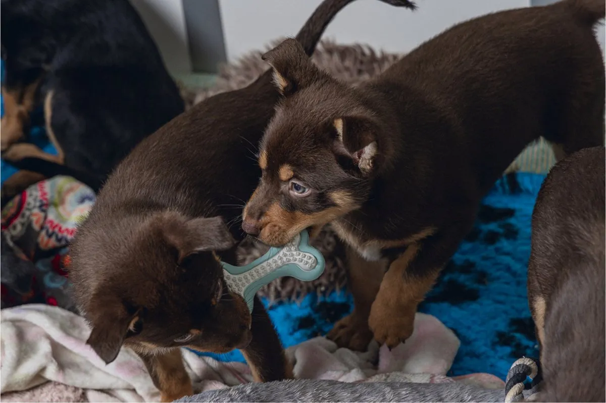 Beeztees Puppy Dental Bot Kauwspeelgoed - Groen