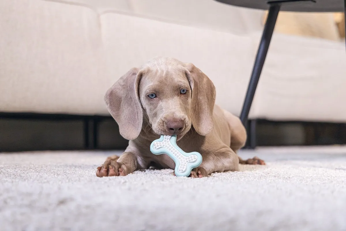 Beeztees Puppy Dental Bot Kauwspeelgoed - Groen