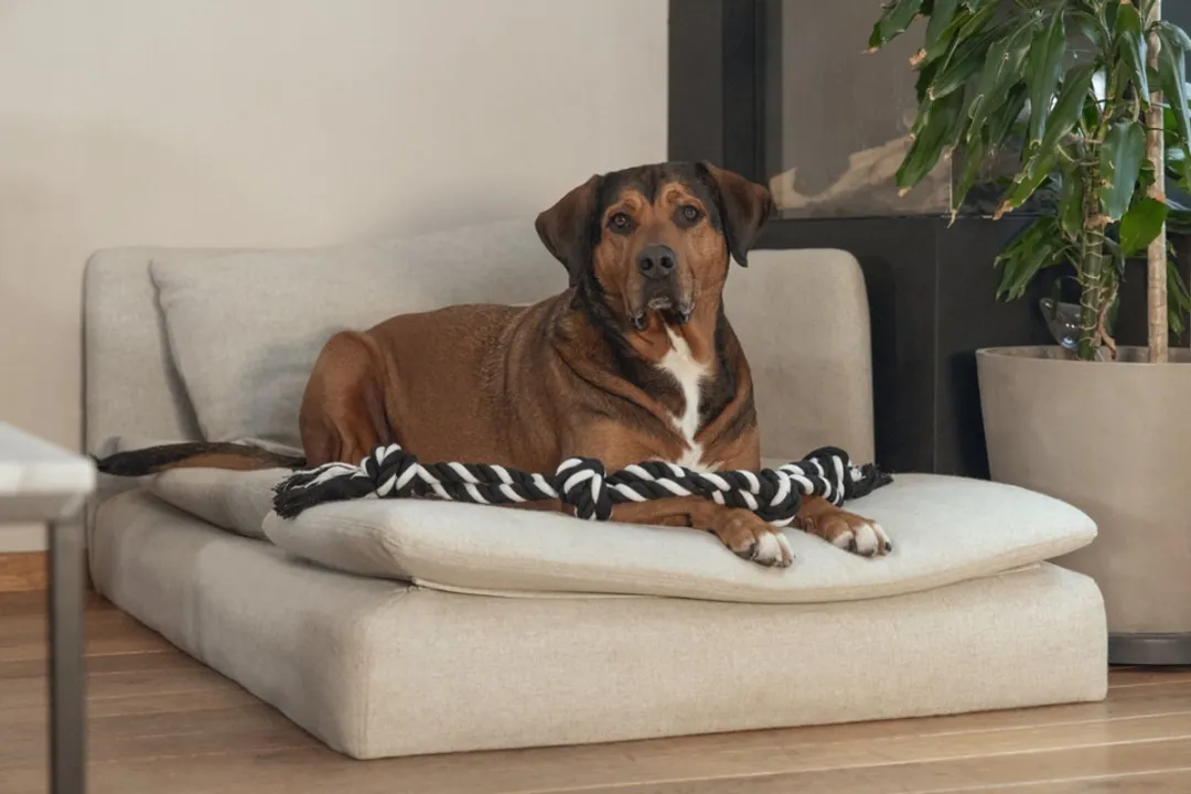 Beeztees Bino Flostouw - 4 Knopen 100cm XXL Multi