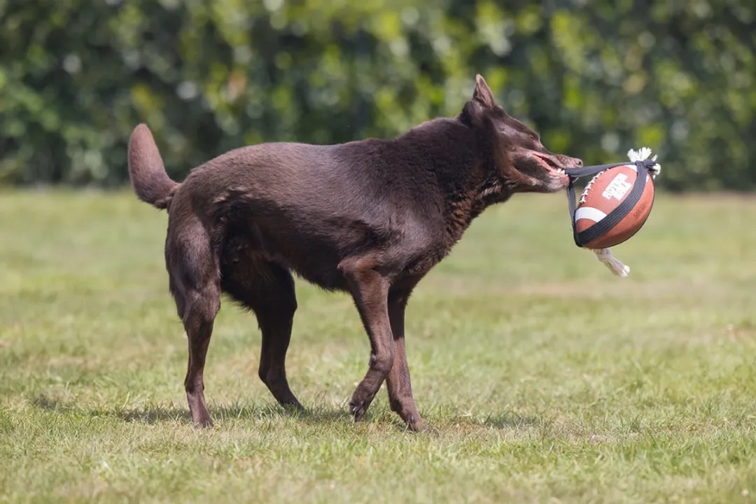 Beeztees Action Rugbybal Hondenspeelgoed 21,5x21,5x15cm