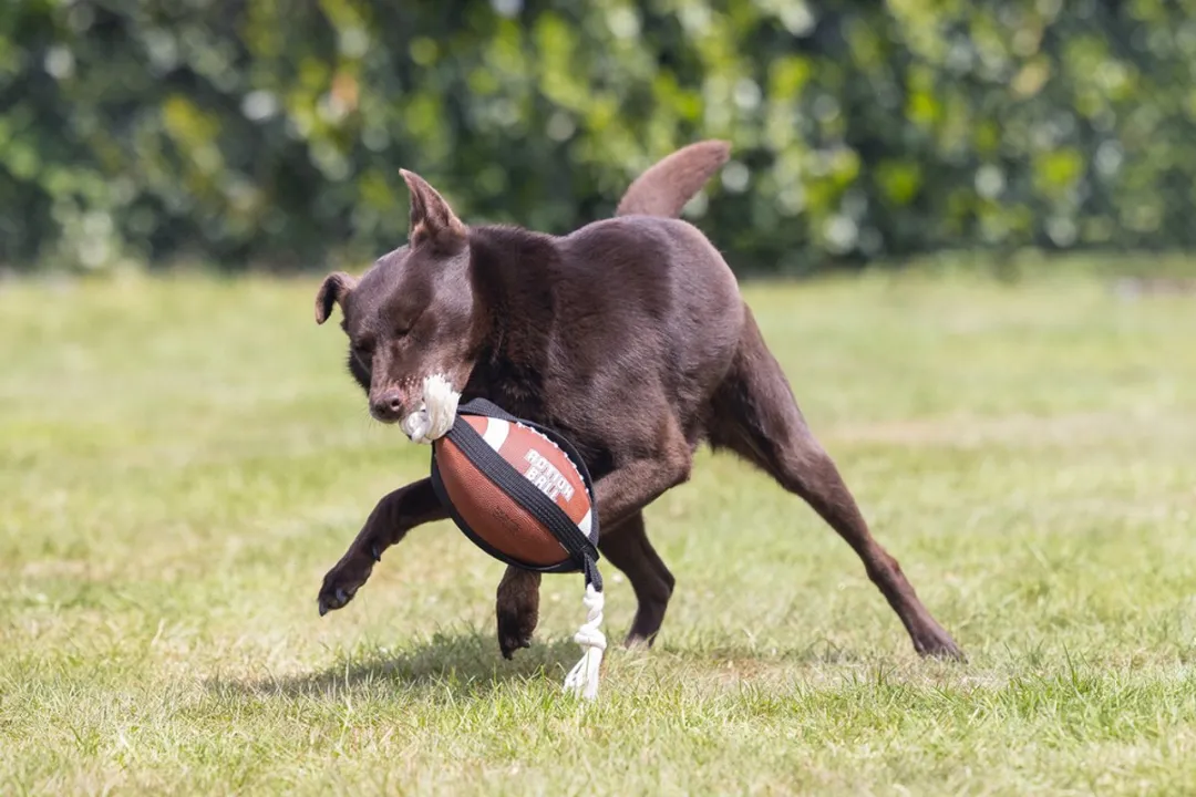 Beeztees Action Rugbybal Hondenspeelgoed 21,5x21,5x15cm