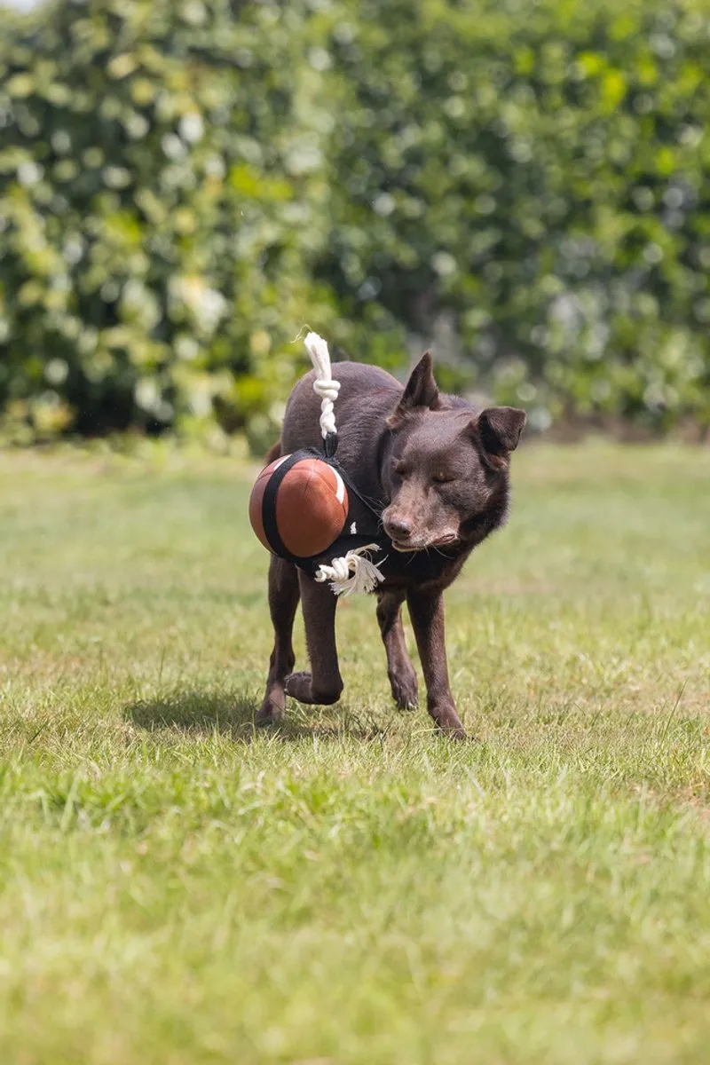Beeztees Action Rugbybal Hondenspeelgoed 21,5x21,5x15cm