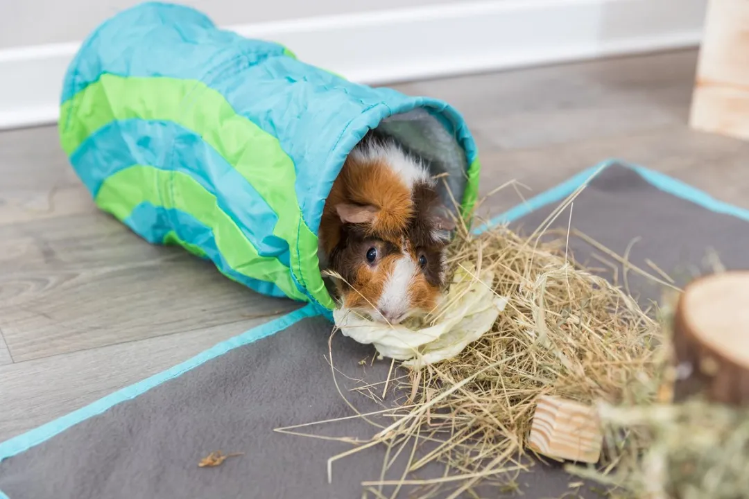 Trixie Cavia Tunnel - Zwart:Rood - afbeelding 6 van 6