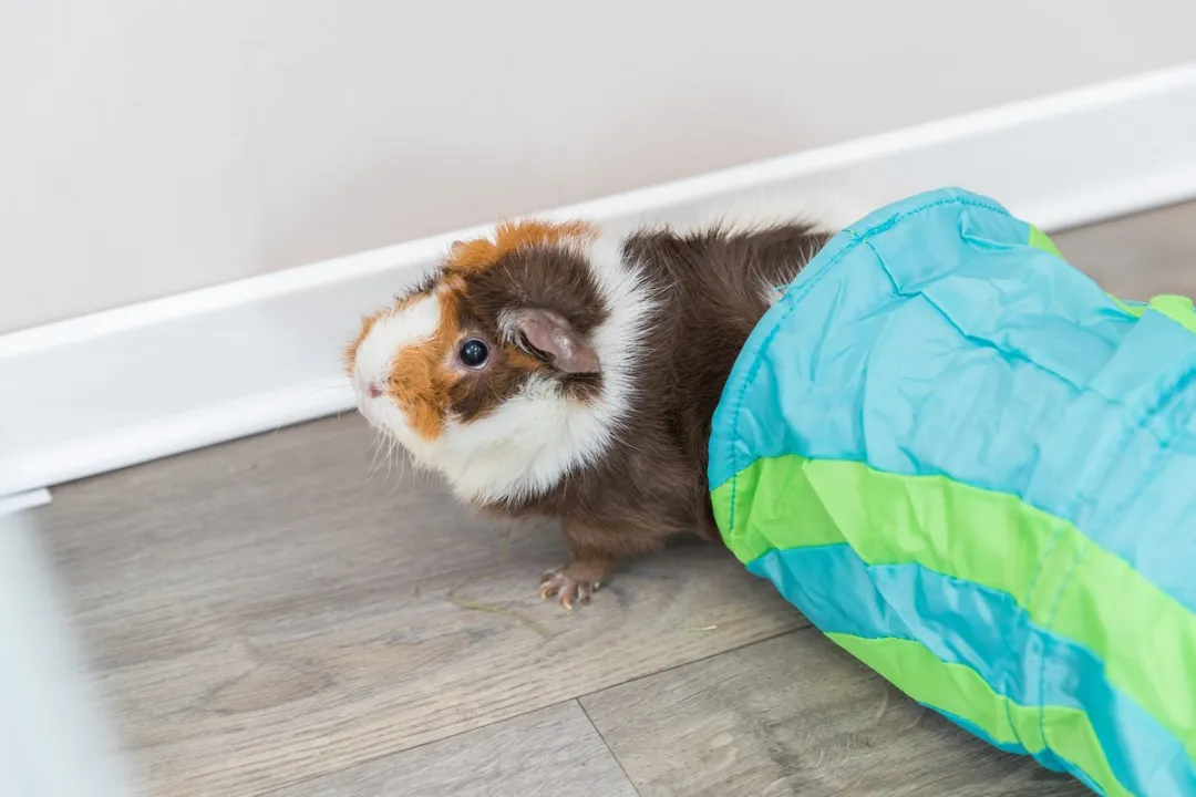 Trixie Cavia Tunnel - Zwart:Rood - afbeelding 4 van 6