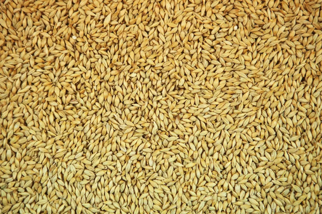 Versele-Laga Gerst Duivenvoer 25kg
