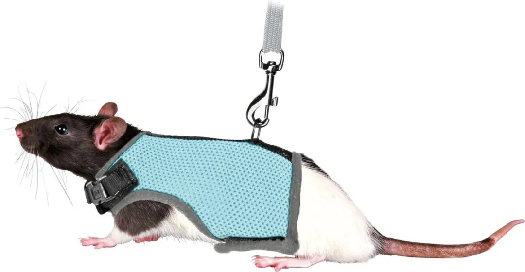 Trixie Softtuig Ratten Assorti - Blauw