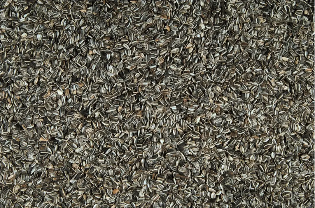 Versele-Laga Menu Nature Zonnebloempitten Voer - 7.5 kg - afbeelding 2 van 3