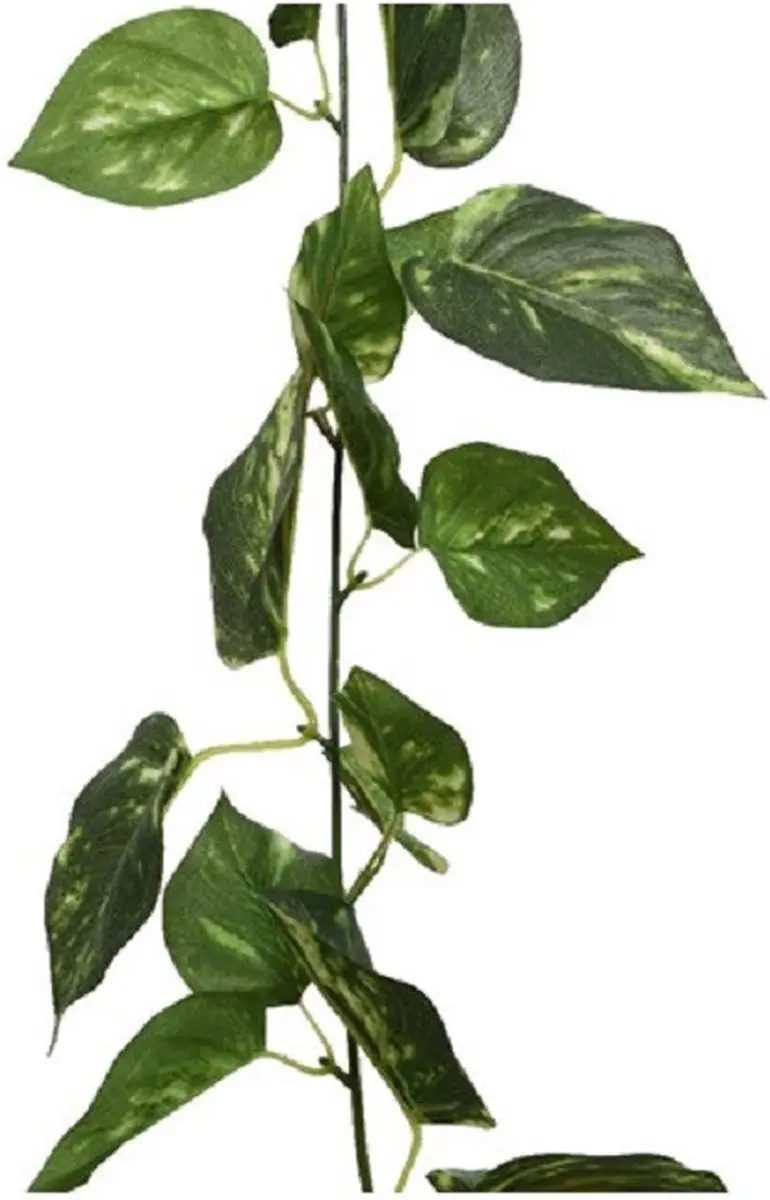 Planten slinger klimop
