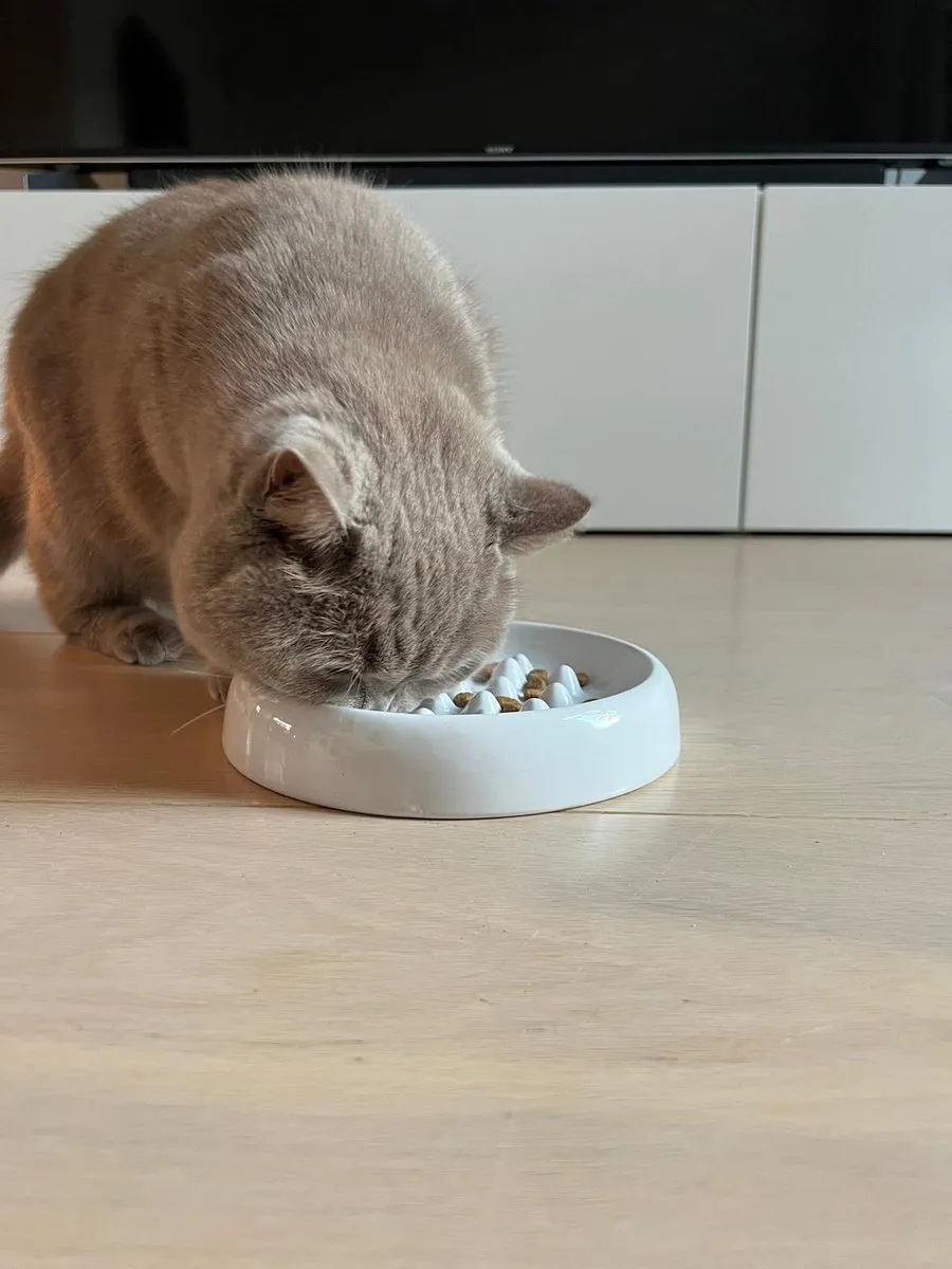 Trixie Keramiek Slow Feed Voerbak - Ø18cm - Assorti - afbeelding 6 van 6