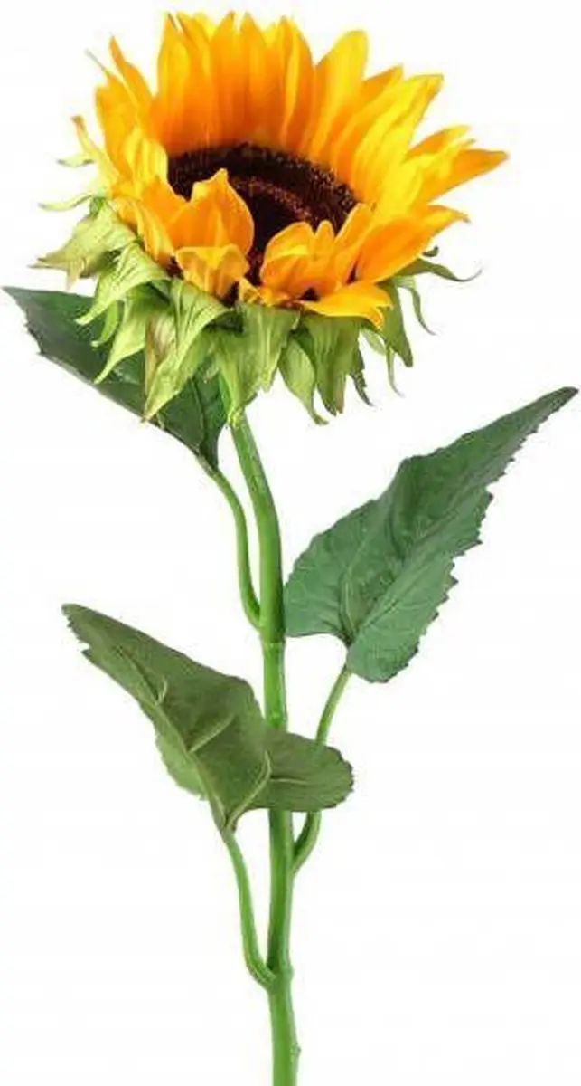 Kunst Zonnebloem