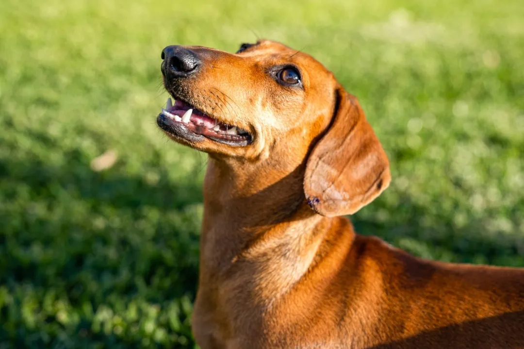 Pedigree Senior Hondenvoer Mix Selectie Gelei 48x100g