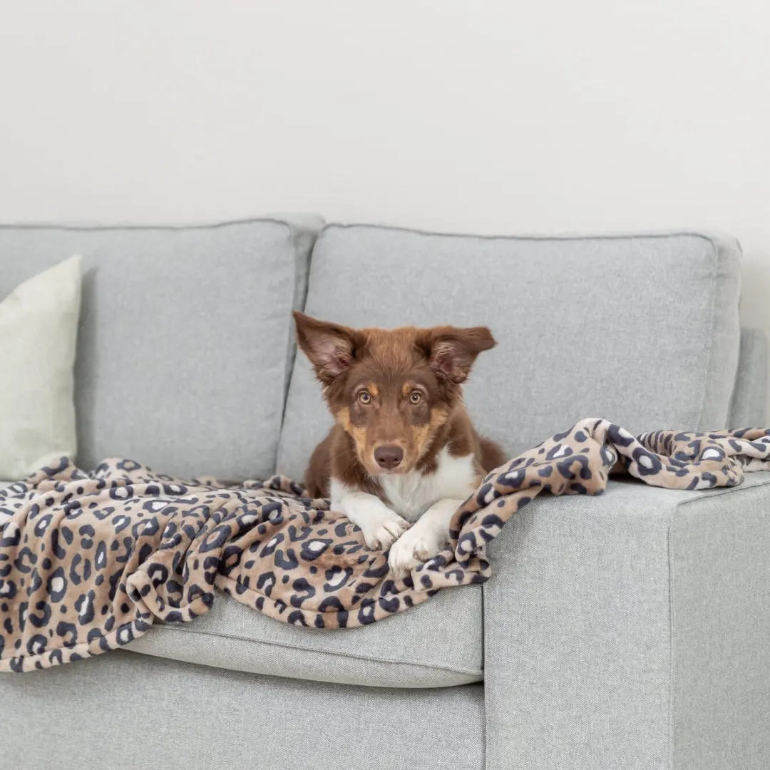 Trixie Leo Hondendeken Panterprint - 100x70cm - Bruin - afbeelding 3 van 3
