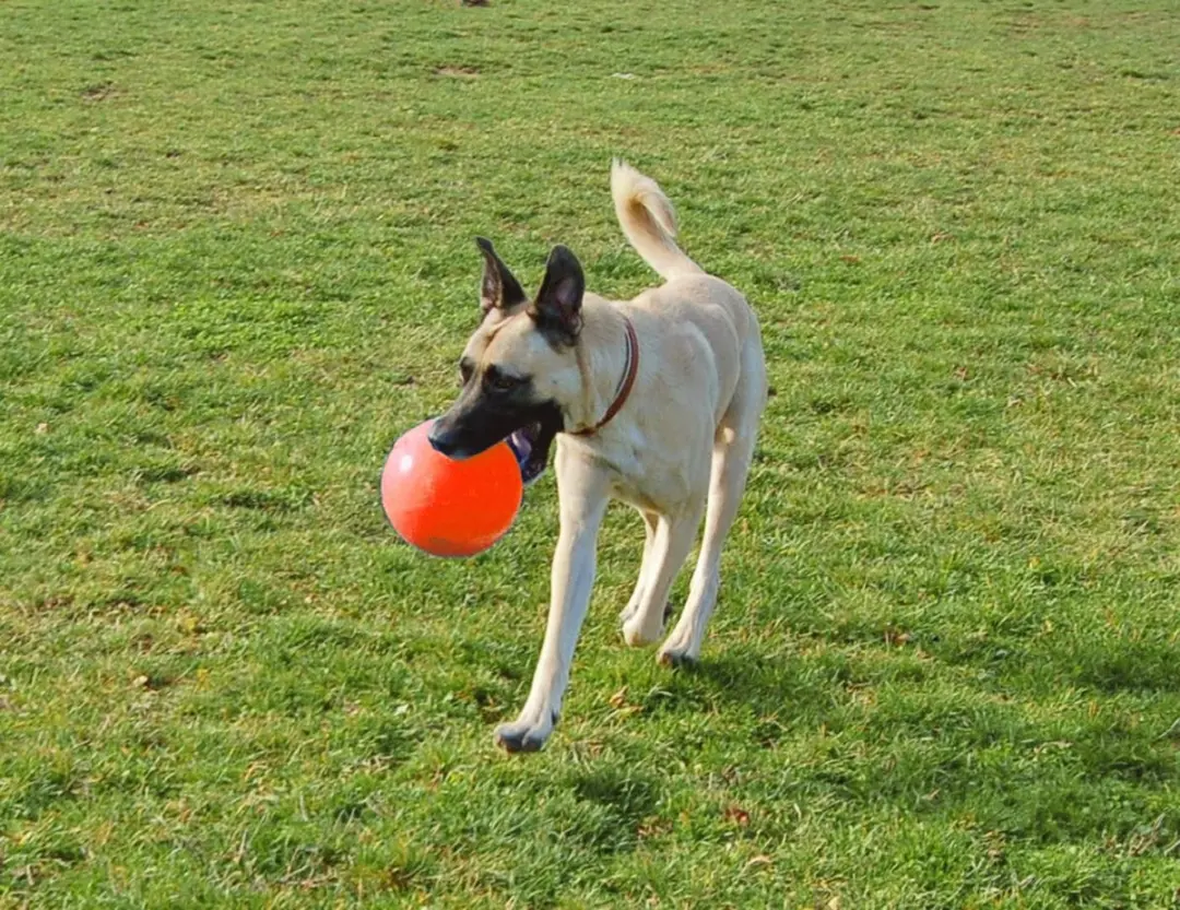 Jolly Pets Bounce-n Play Hondenspeelbal 15cm - Oranje - afbeelding 3 van 6
