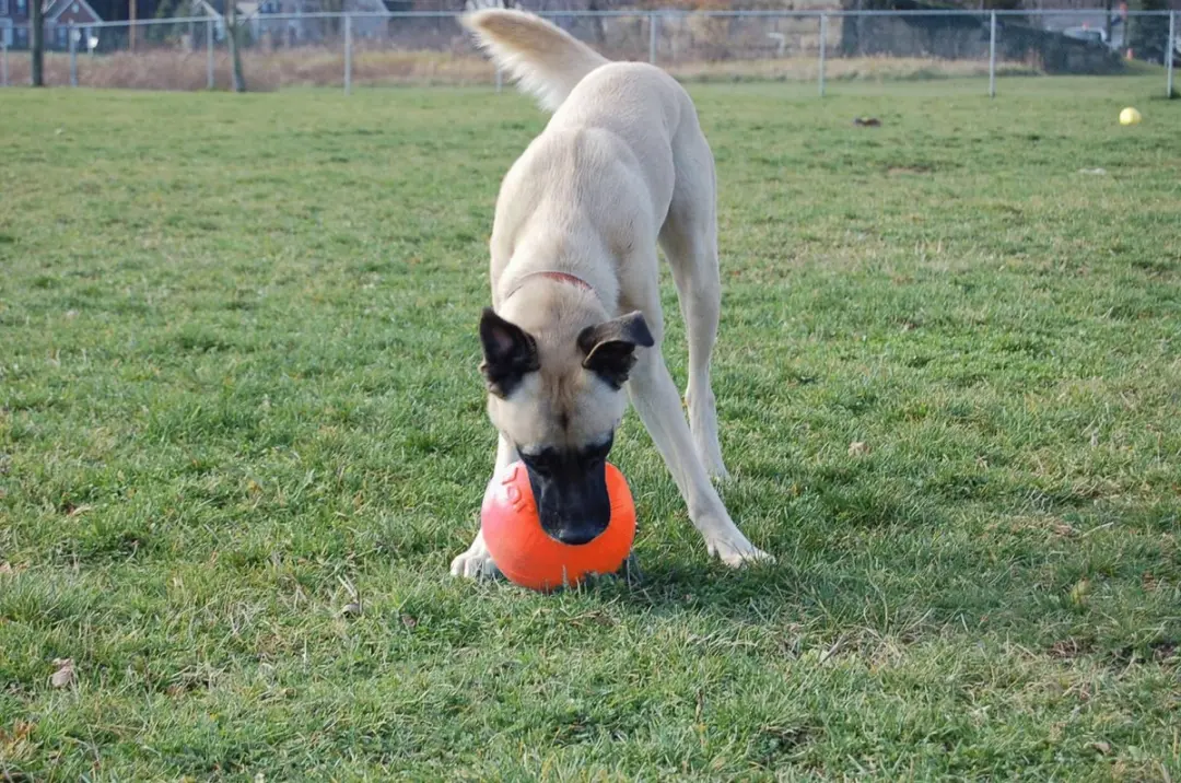 Jolly Pets Bounce-n Play Hondenspeelbal 15cm - Oranje - afbeelding 2 van 6