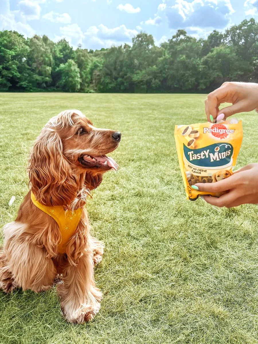 Pedigree Tasty Minis Cheesy Bites Kaas - 6x140g