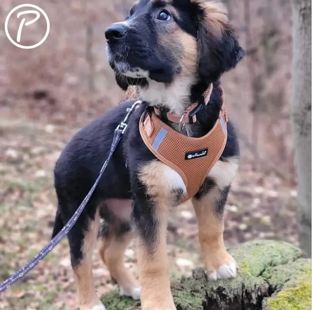 Petlando Hondenharnas Mesh Vest Cognac