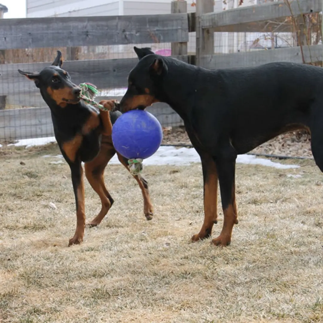 Jolly Pets Jolly Ball Romp-n-Roll Hondenspeelbal - Ø15cm - afbeelding 5 van 6