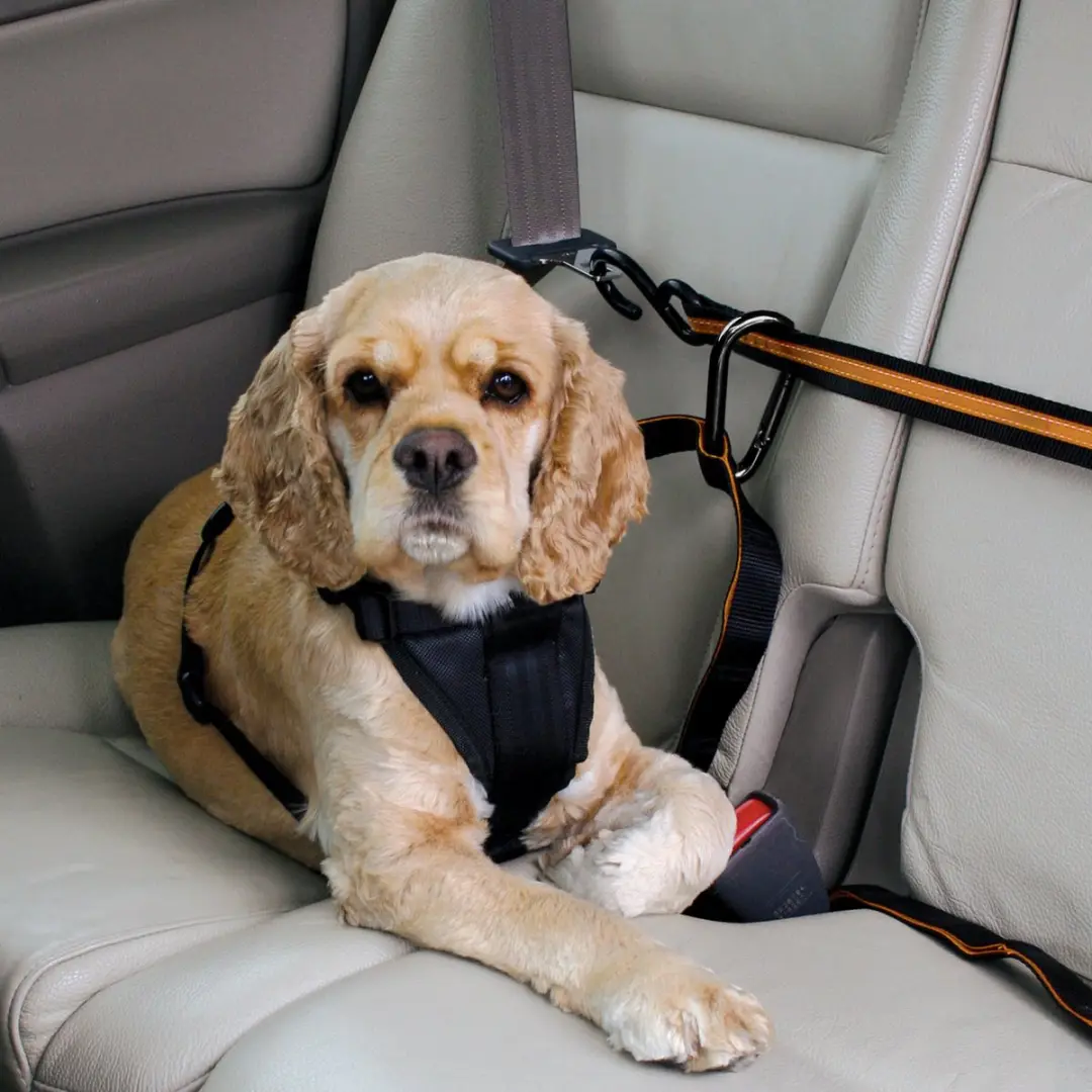 Kurgo Auto Zip Line & Leash voor honden