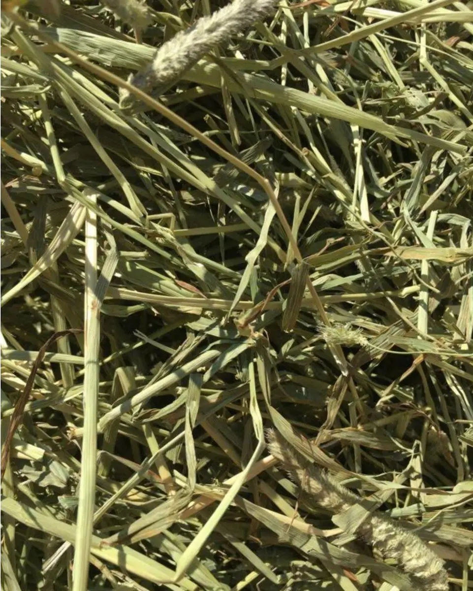 Bunny Nature Timothy Hooi - 700 gr - afbeelding 3 van 3
