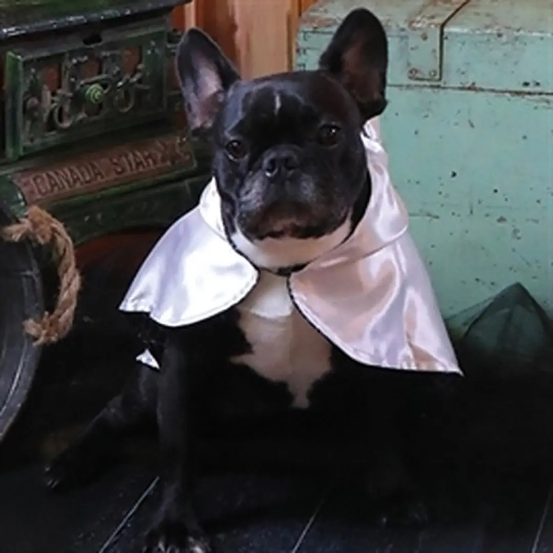 Croci Tricky Ghost Hondencape - Halloween - afbeelding 2 van 6