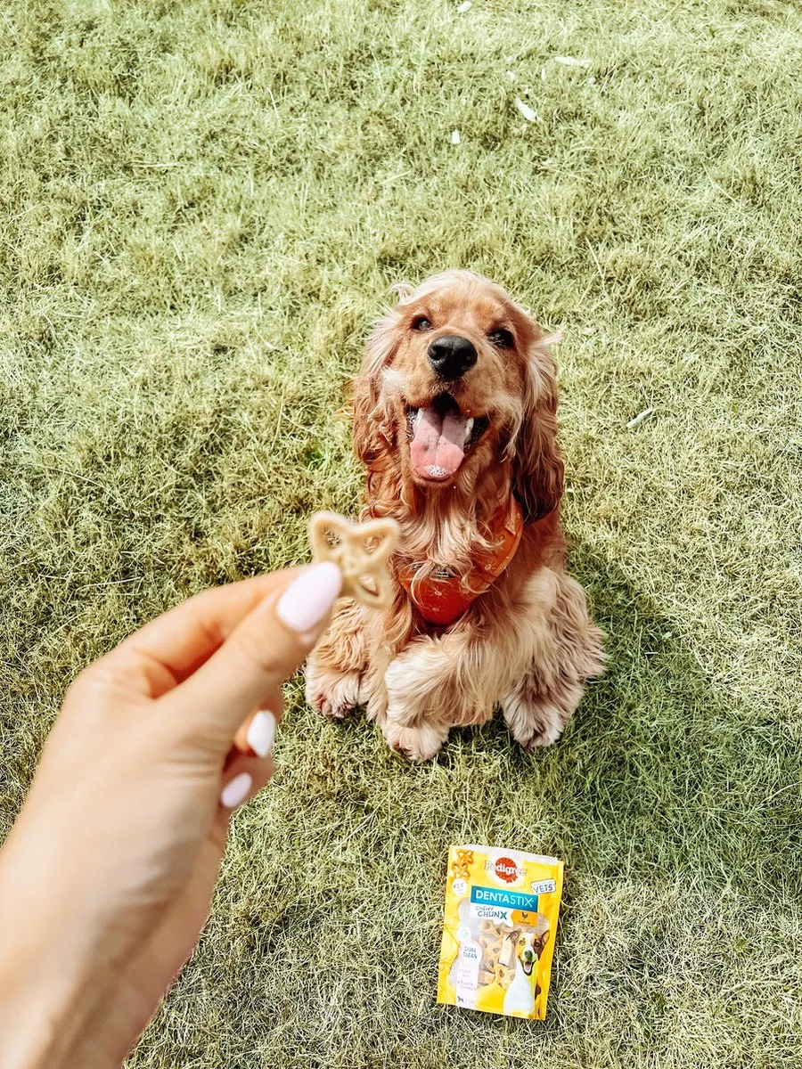 Pedigree Dentastix Chewy Chunx Maxi Kip - 340g