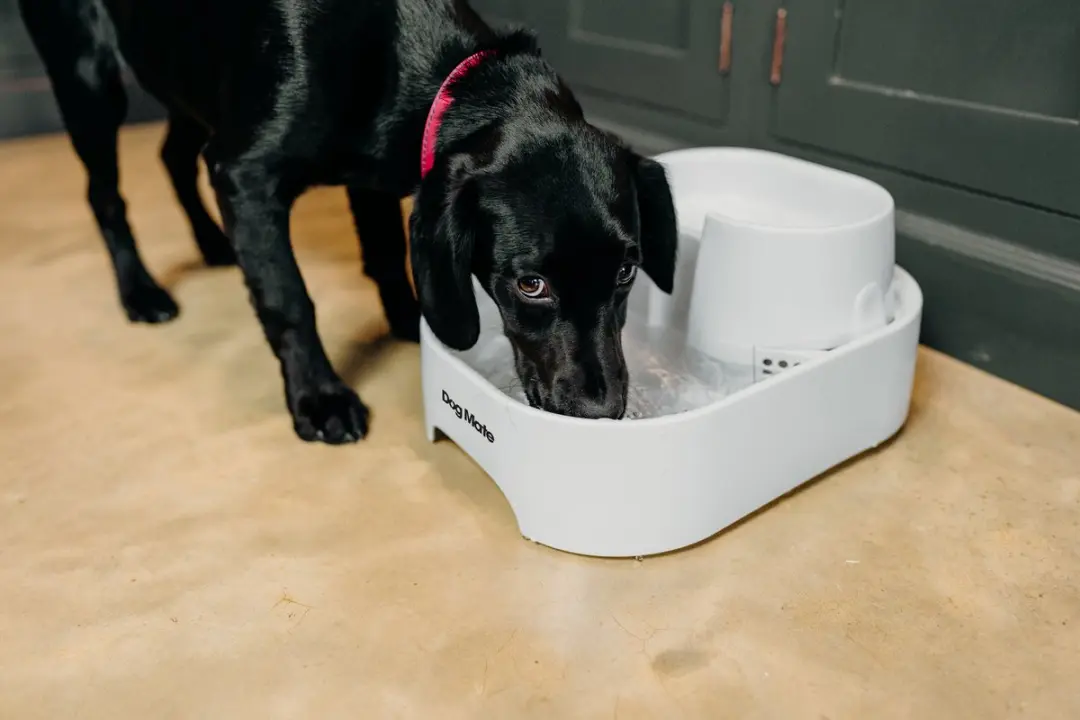 Dog Mate 385 Drinkfontein - 6L - Wit - afbeelding 4 van 6