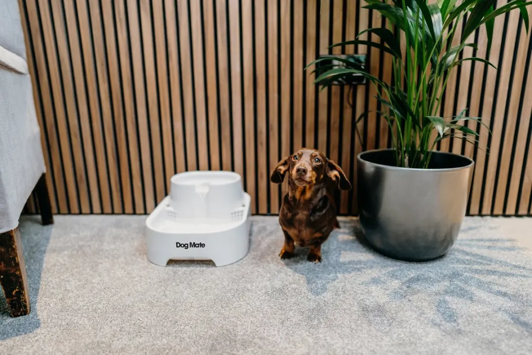 Dog Mate 385 Drinkfontein - 6L - Wit - afbeelding 5 van 6